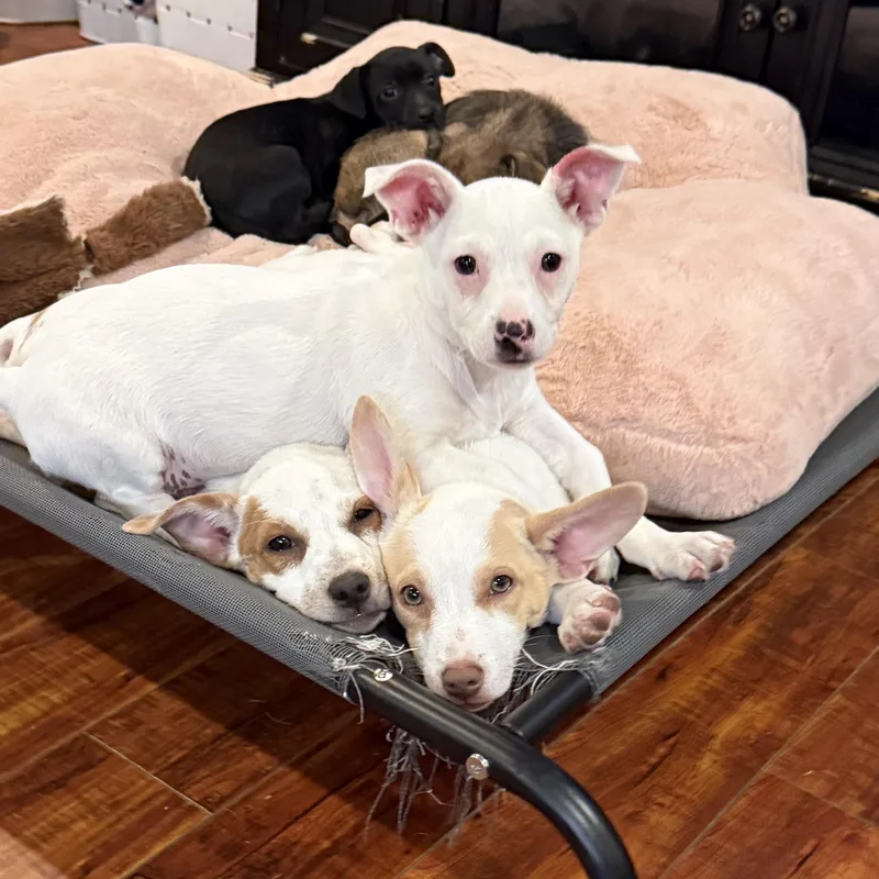 A baby small-sized female White / Cream Chihuahua dog named Latte for adoption in citrus heights, CA