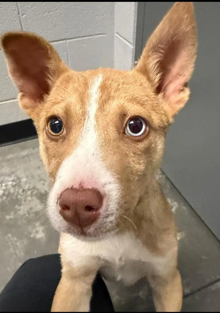 A baby small-sized male Mixed Breed dog named Creed for adoption in Henderson, NC