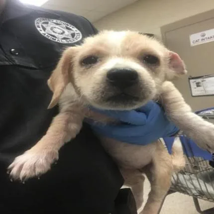 A baby small-sized female Maltese dog named Fresca for adoption in Dover, NH