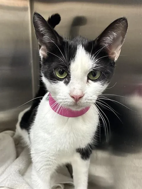 A young medium-sized female Domestic Short Hair cat named Vienna for adoption in Upper Marlboro, MD