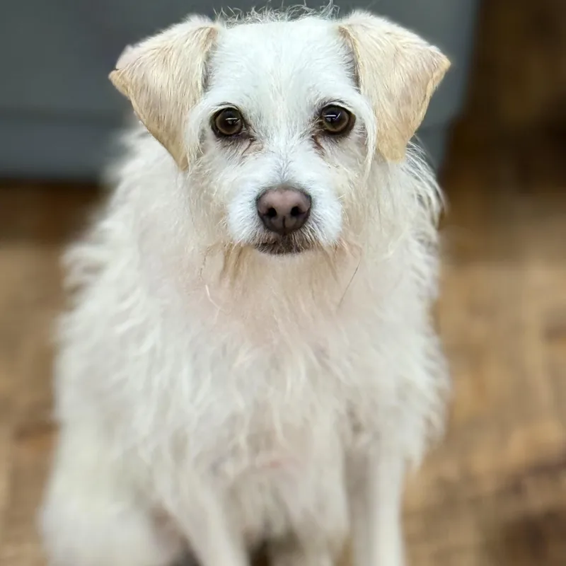 A young small-sized male White / Cream Wirehaired Terrier dog named Benji for adoption in Cranford, NJ