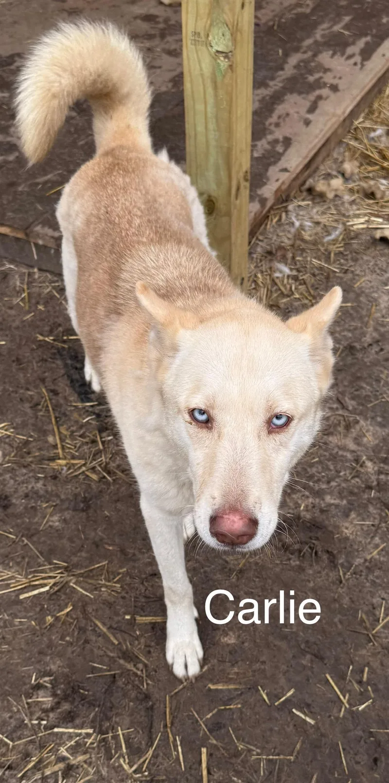 An adult medium-sized female Siberian Husky dog named Carlie for adoption in Sumter, SC