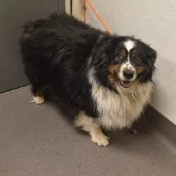 An adult large-sized female Black Australian Shepherd dog named Millie for adoption in Bend, OR