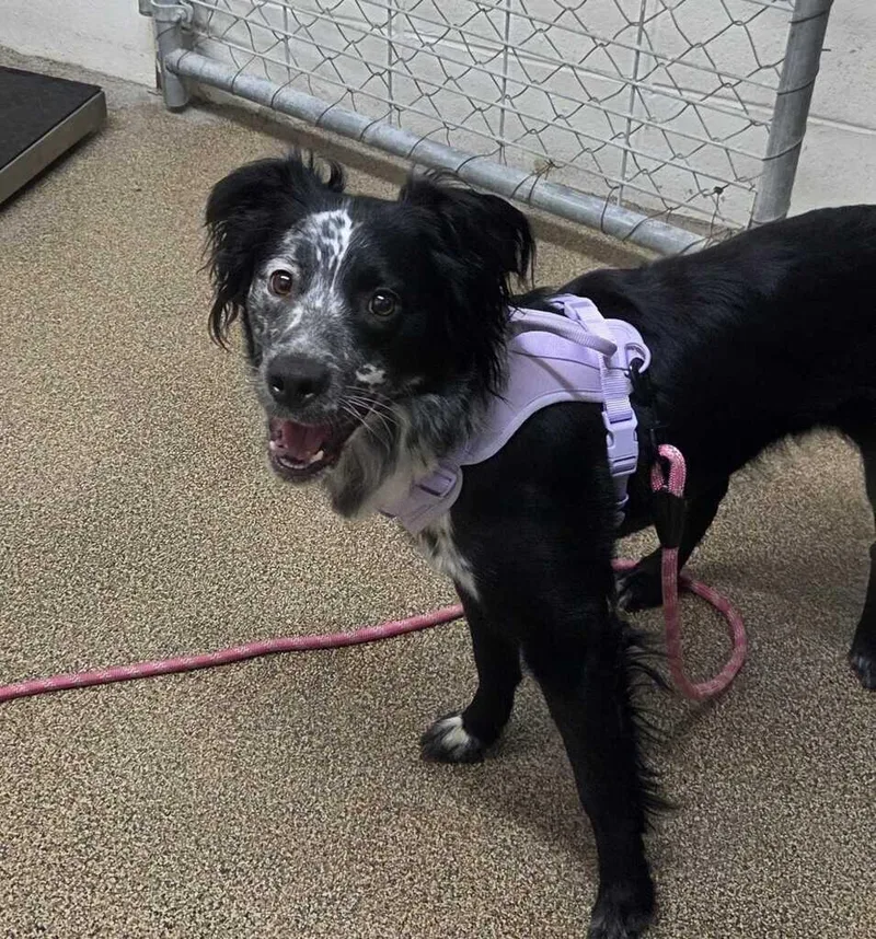 An adult medium-sized female Black Australian Shepherd dog named Kiara for adoption in Fruit Heights, UT