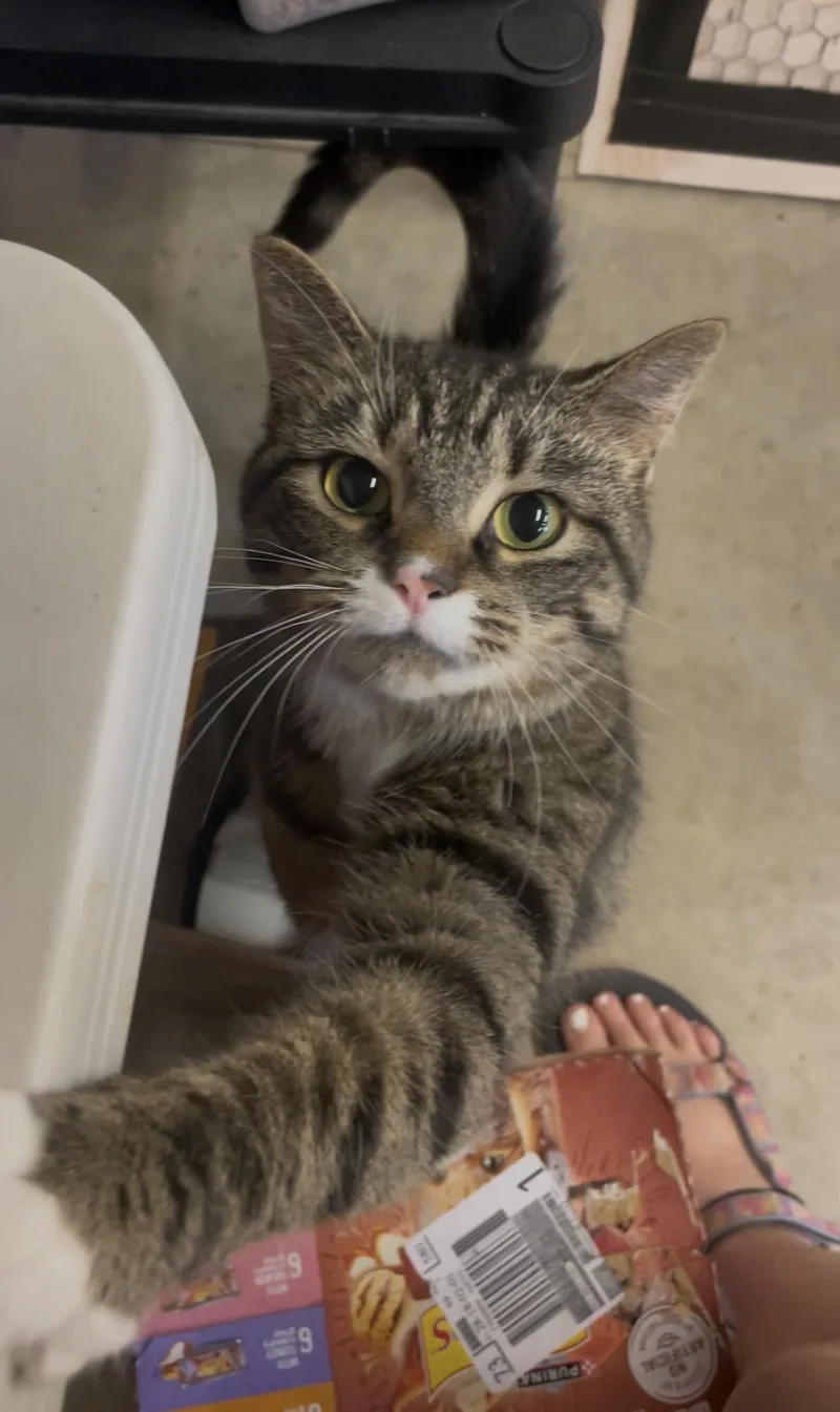 An adult medium-sized female Tabby (Brown / Chocolate) Domestic Short Hair cat named Butterball for adoption in Kent, OH