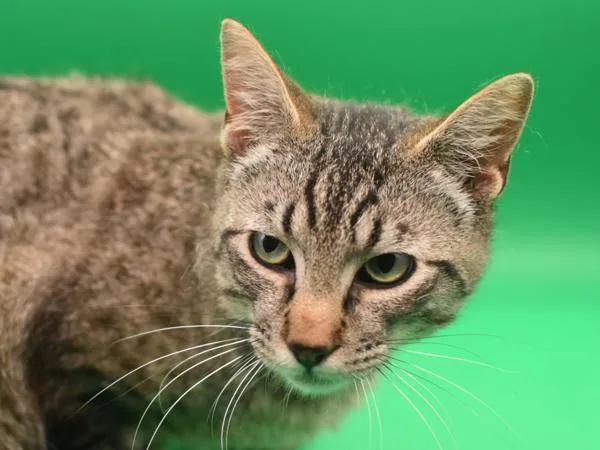 A young small-sized male Domestic Short Hair cat named Gilbert for adoption in Portland, OR