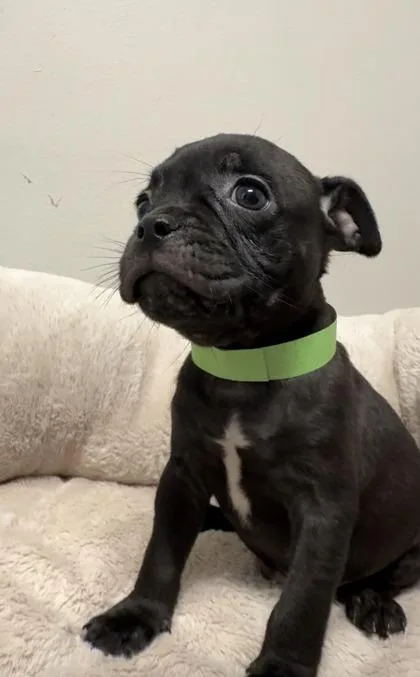 A baby small-sized male Boxer dog named Perry for adoption in Lawrenceville, GA
