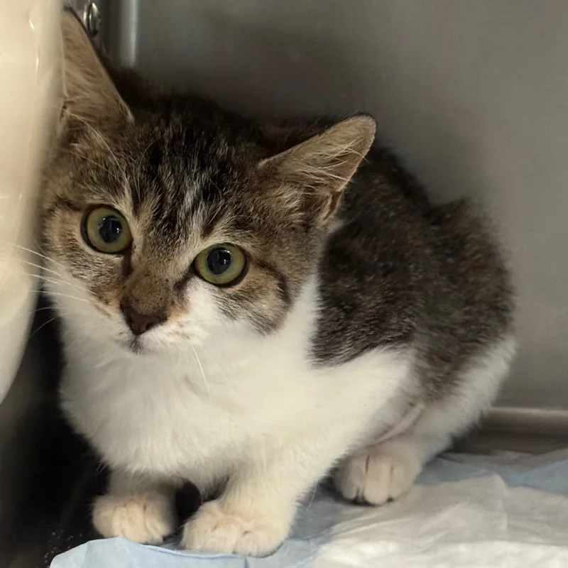 A baby small-sized female Brown / Chocolate Domestic Short Hair cat named Marla for adoption in West Palm Beach, FL