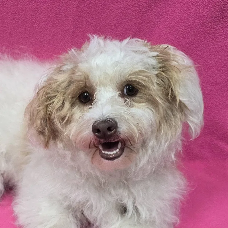 An adult small-sized female Mixed Breed dog named Bella for adoption in Frankfort, IN