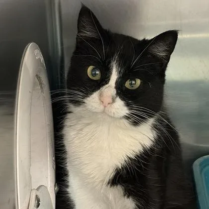 Dutchess Meowington thumbnail 2