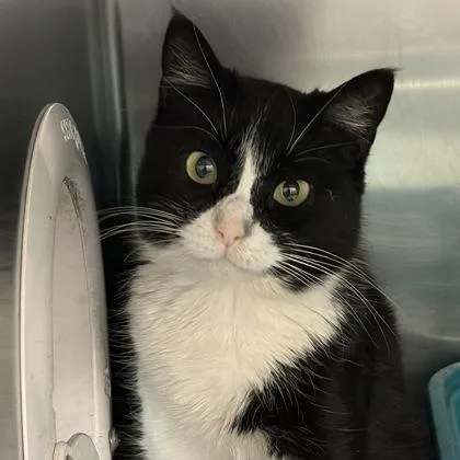 Dutchess Meowington thumbnail 3