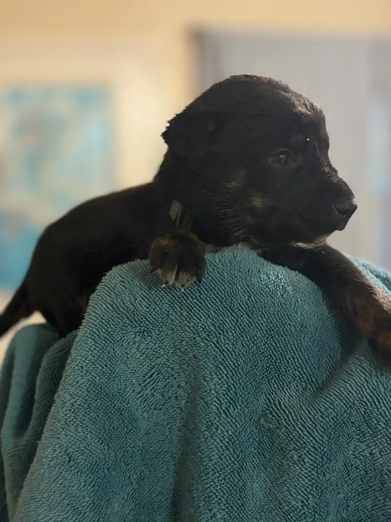 A baby medium-sized male Hound dog named Reputation for adoption in Little Rock, AR
