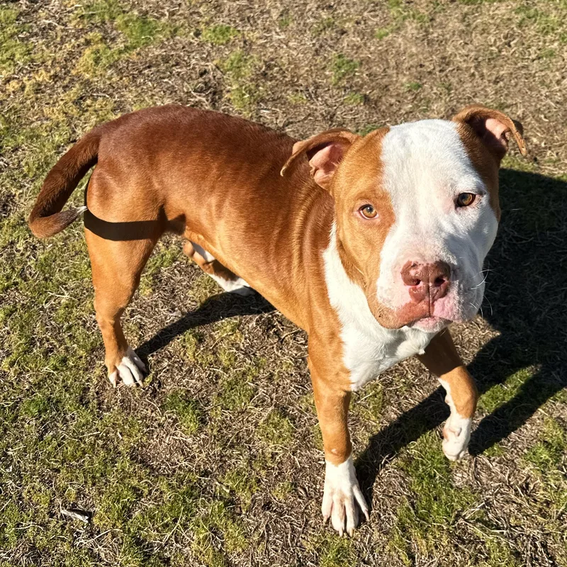 A young medium-sized male Brown / Chocolate Pit Bull Terrier dog named Red for adoption in Valdosta, GA