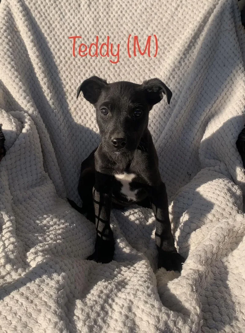 Puppies!! Lab Mixes !! thumbnail 2