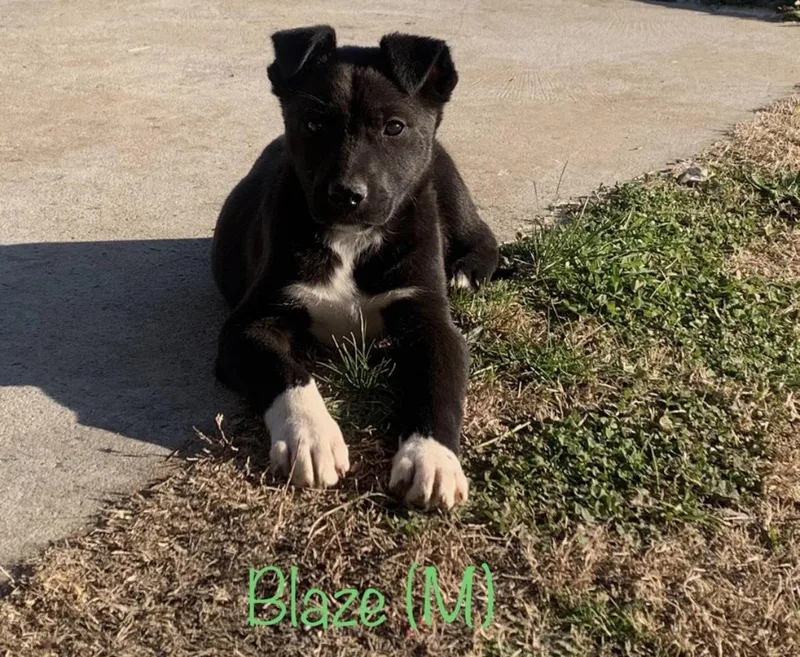 Puppies!! Lab Mixes !! thumbnail 3