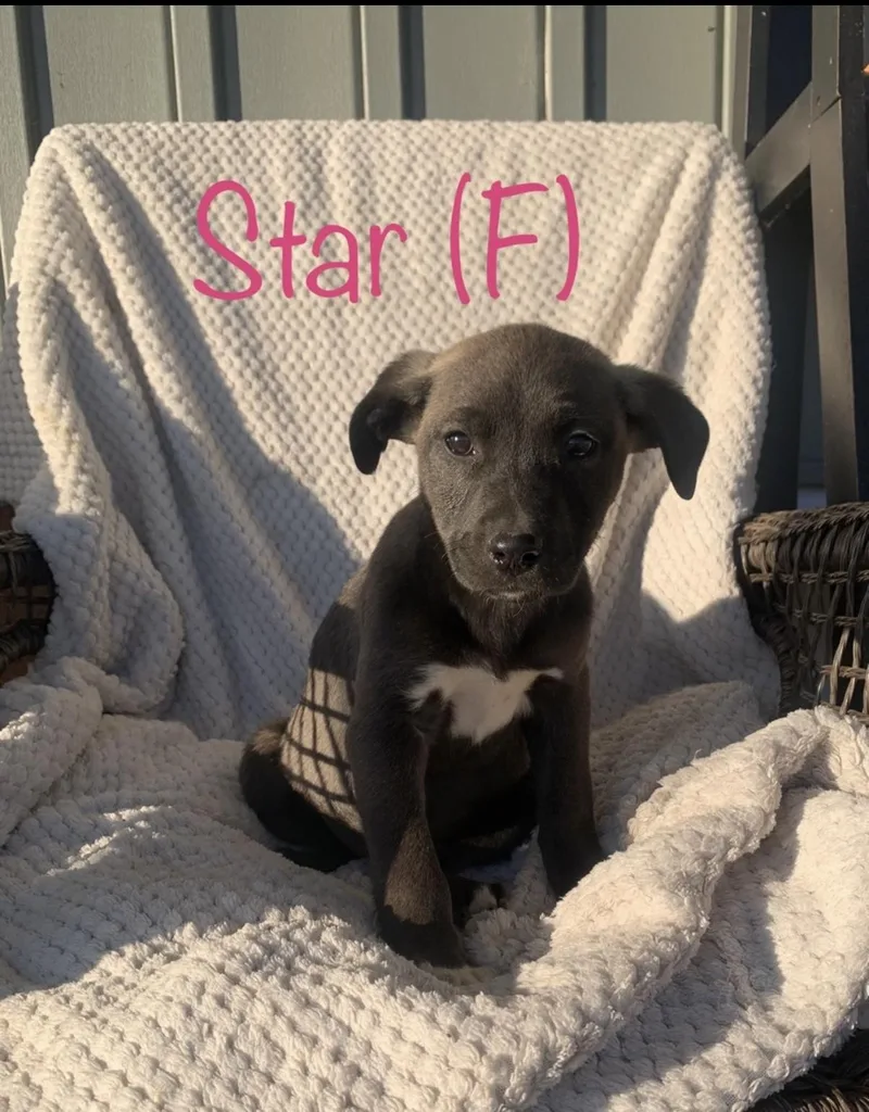 Puppies!! Lab Mixes !! thumbnail 4