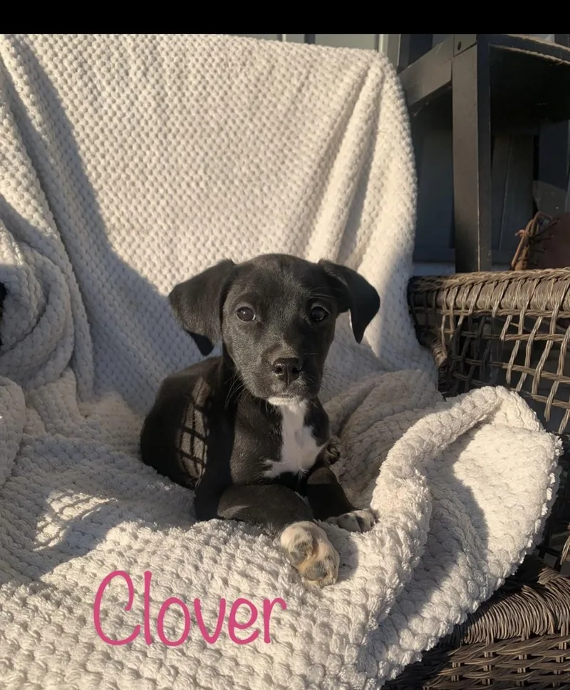 Puppies!! Lab Mixes !! thumbnail 6