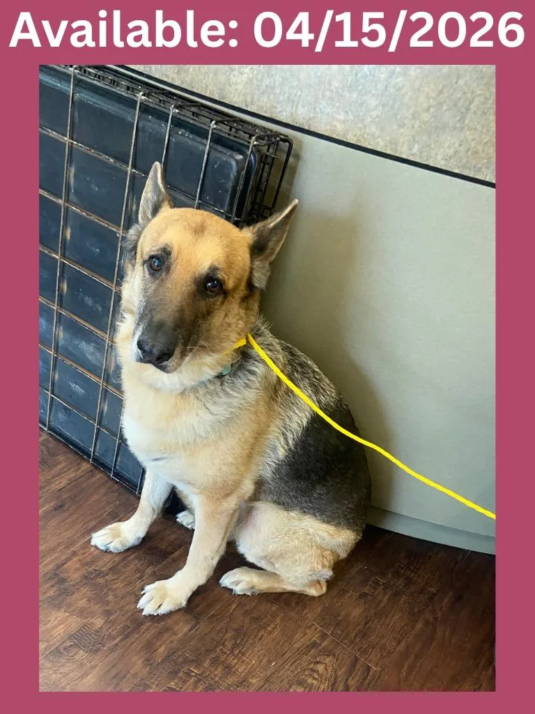 A senior medium-sized female German Shepherd Dog dog named Dog Kennel   for adoption in Greenville, TX