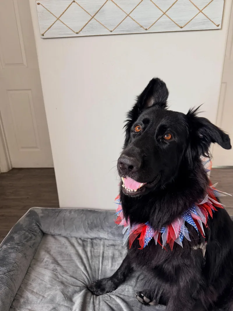 An adult large-sized female Black German Shepherd Dog dog named Gracie for adoption in Brookfield, CT