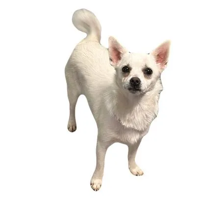 A young small-sized female Chihuahua dog named Romeo for adoption in Red Bluff, CA