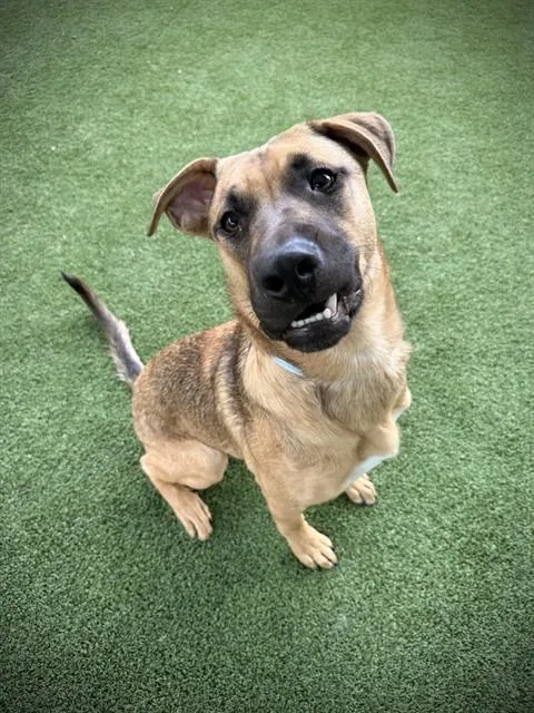 A young medium-sized male German Shepherd Dog dog named Neptune for adoption in Castaic, CA