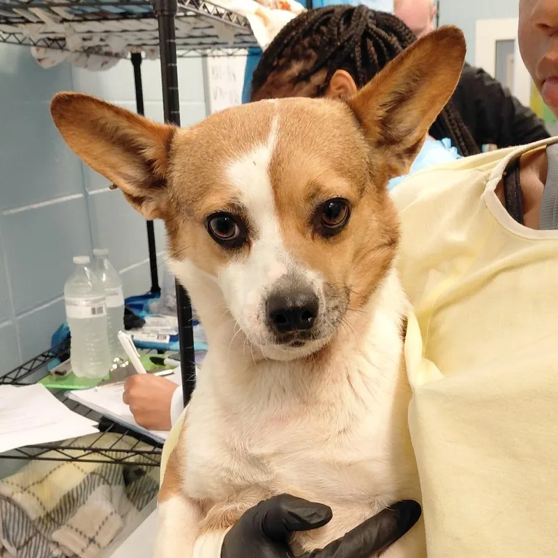 An adult small-sized female Brown / Chocolate Cardigan Welsh Corgi dog named Crepe for adoption in LOXAHATCHEE, FL
