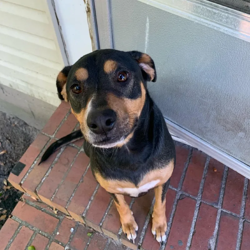 A senior medium-sized female Beagle dog named Coco for adoption in Saratoga Springs, NY