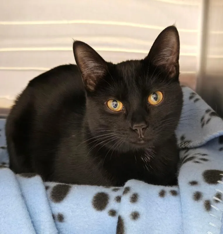 An adult medium-sized female Black Domestic Short Hair cat named Rosalina for adoption in Cincinnati, OH