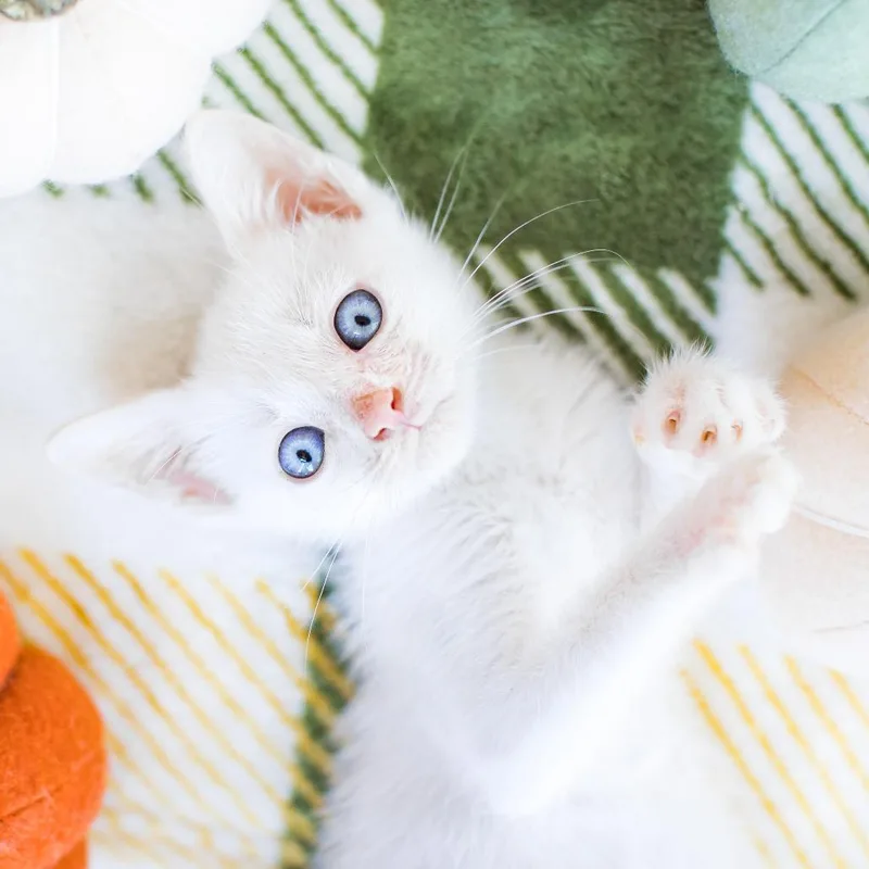 A young medium-sized male Siamese cat named Peter for adoption in Parkland, FL