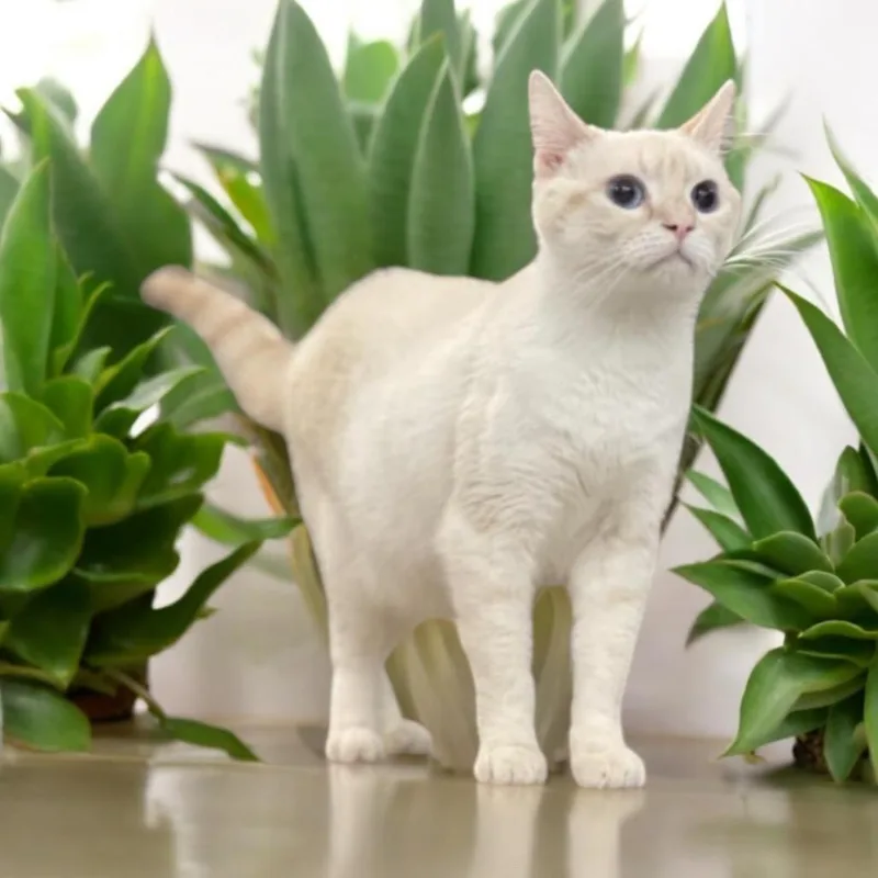 Handsome thumbnail 3