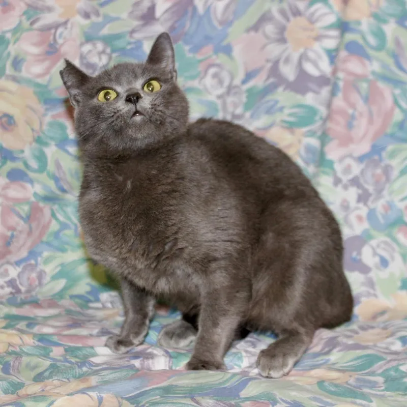 A young small-sized female Gray / Blue / Silver Domestic Short Hair cat named Catelyn for adoption in Midland, TX
