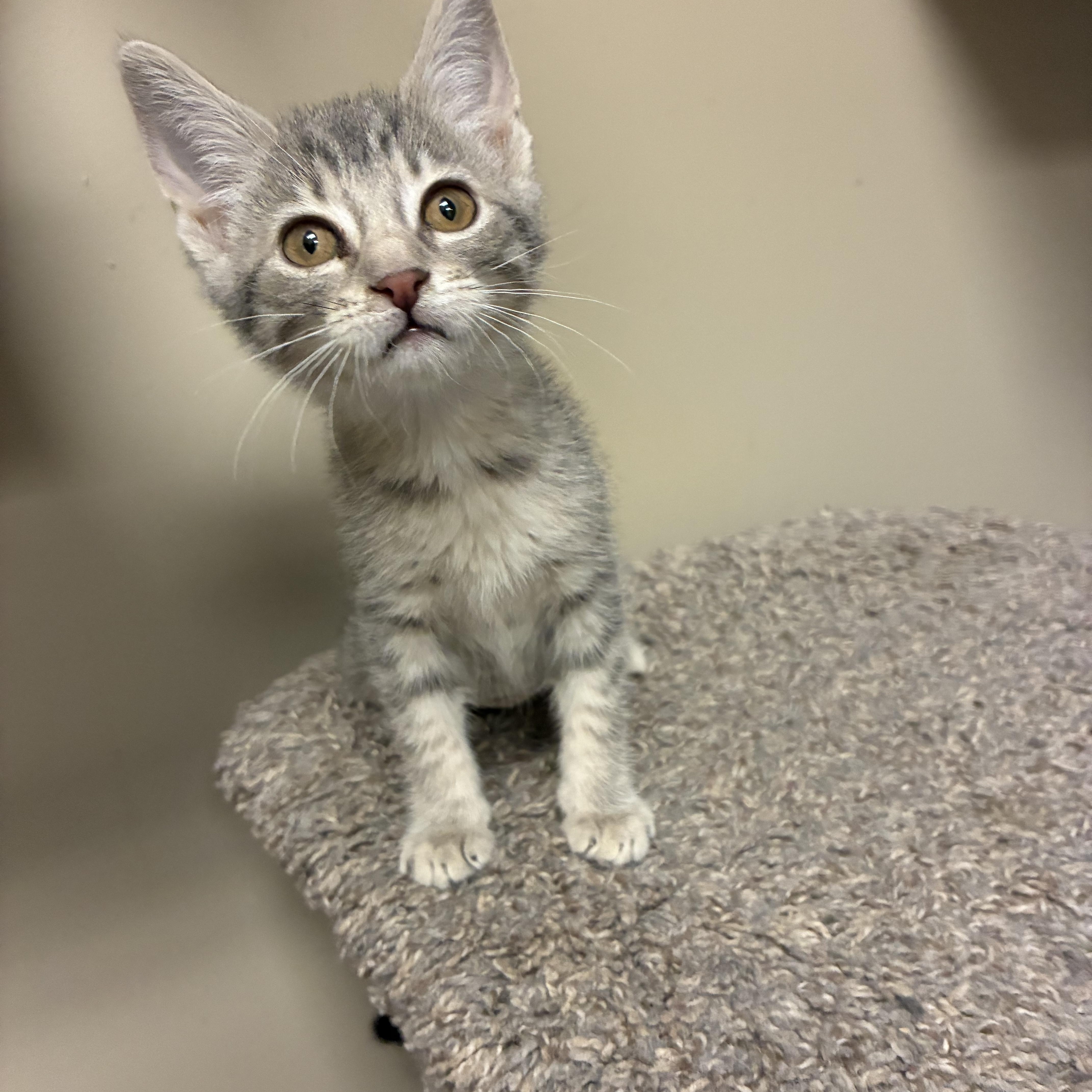 A baby small-sized female Domestic Short Hair cat named Jelly Bean for adoption in queen creek, AZ