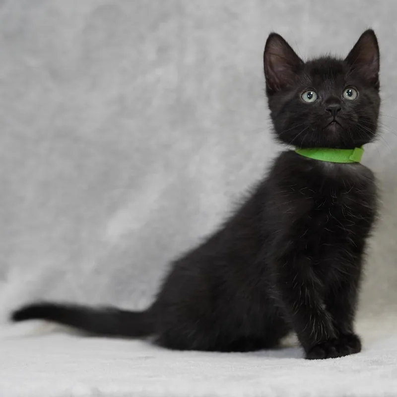 A baby small-sized male Black Domestic Short Hair cat named Kaba for adoption in Sunnyvale, CA