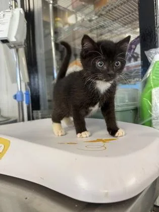 A baby small-sized male Domestic Short Hair cat named Elijah `smoke` for adoption in West Chester, PA
