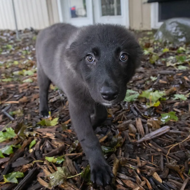 A baby small-sized female Black Labrador Retriever dog named Sookie for adoption in McKean, PA