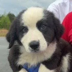 A young medium-sized male Mixed Breed dog named Bruno Months for adoption in Sterling, MA