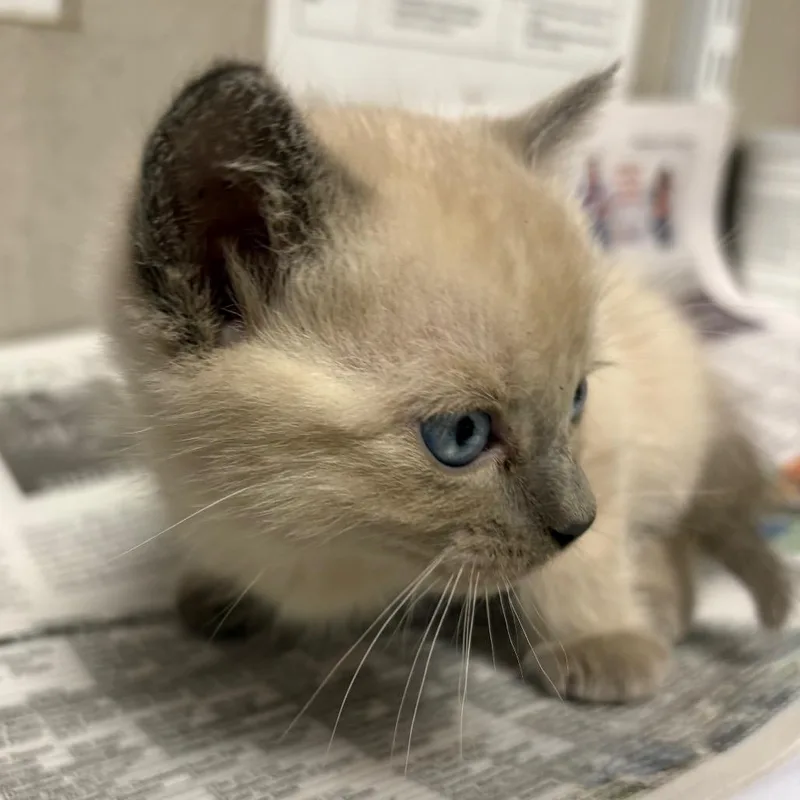 A baby small-sized male Gray / Blue / Silver Domestic Short Hair cat named Caramel for adoption in Yuma, AZ