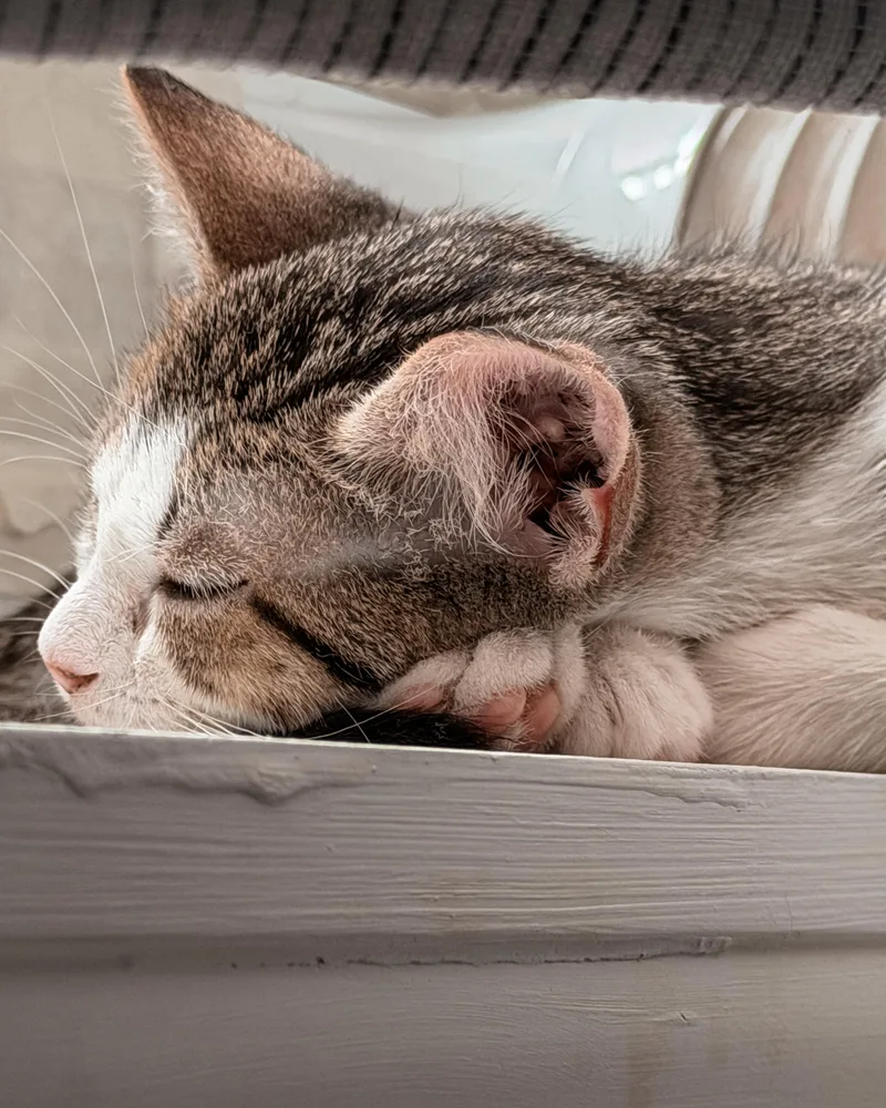 A baby medium-sized female Tabby (Brown / Chocolate) Domestic Short Hair cat named Abhi and Pipsqueak  for adoption in New York, NY