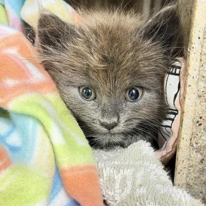 A baby small-sized female Domestic Short Hair cat named Meep Meep for adoption in Daytona Beach, FL
