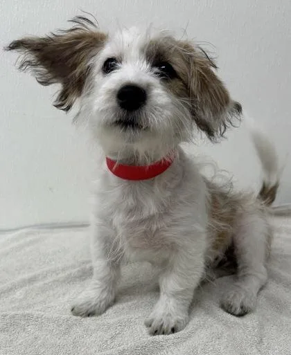 A young small-sized female Shih Tzu dog named Morgan for adoption in Phoenix, AZ