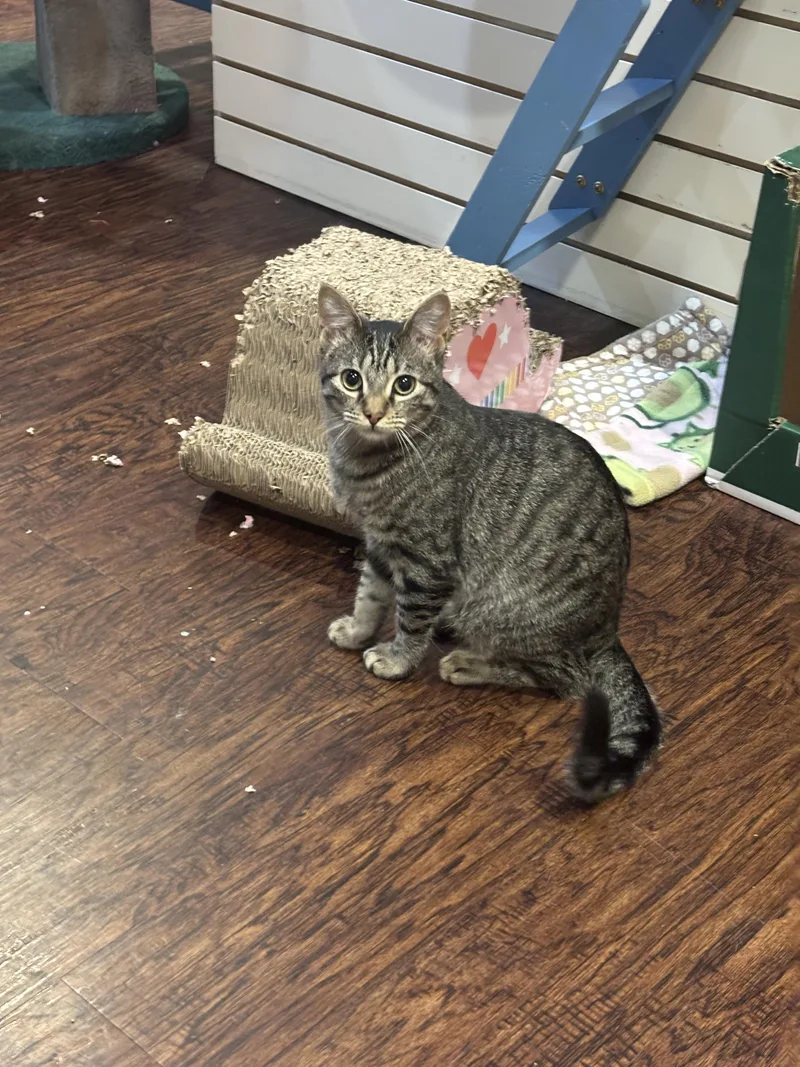 A baby small-sized female Tabby (Brown / Chocolate) Domestic Short Hair cat named Hanako for adoption in The Colony, TX