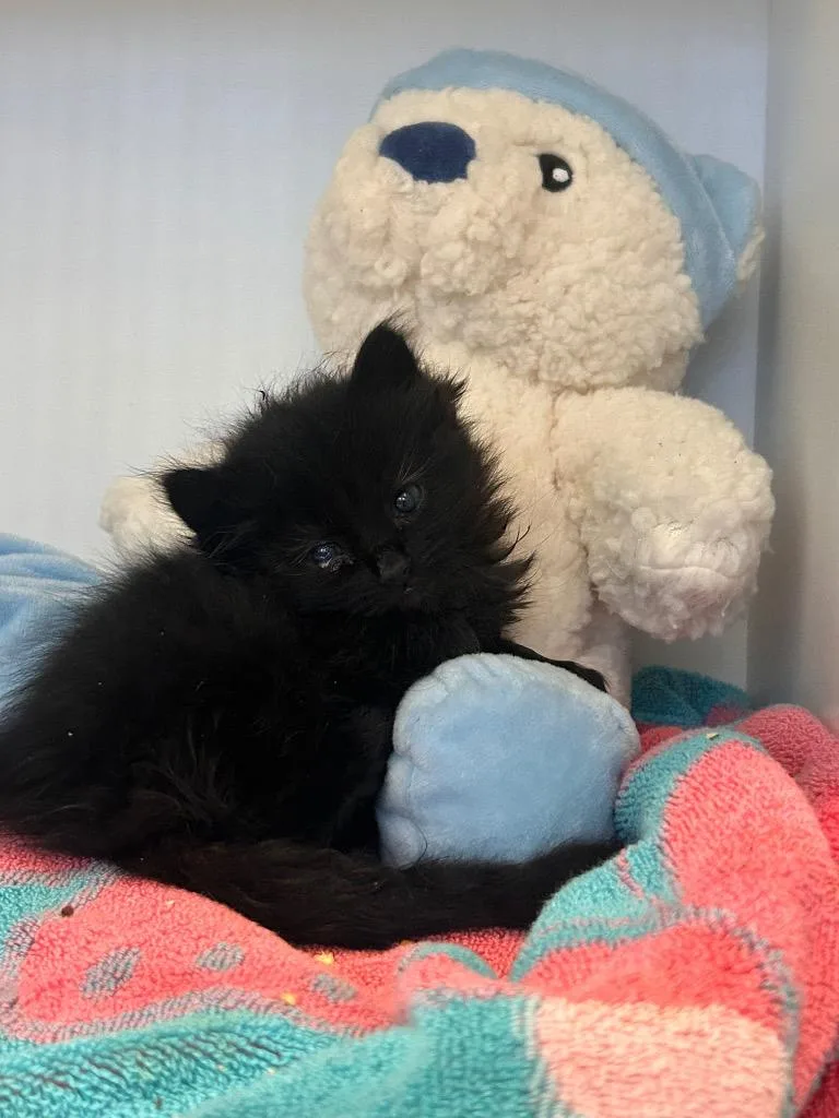 A baby small-sized female Domestic Medium Hair cat named Lindsay for adoption in Douglasville, GA