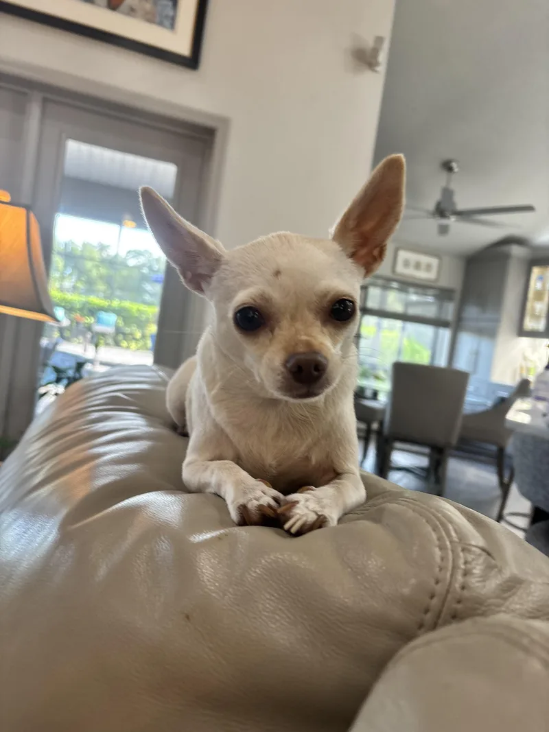 Missy