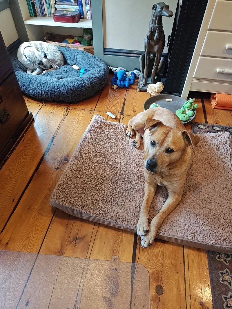 A senior medium-sized female Labrador Retriever dog named Cookie for adoption in Doylestown, PA