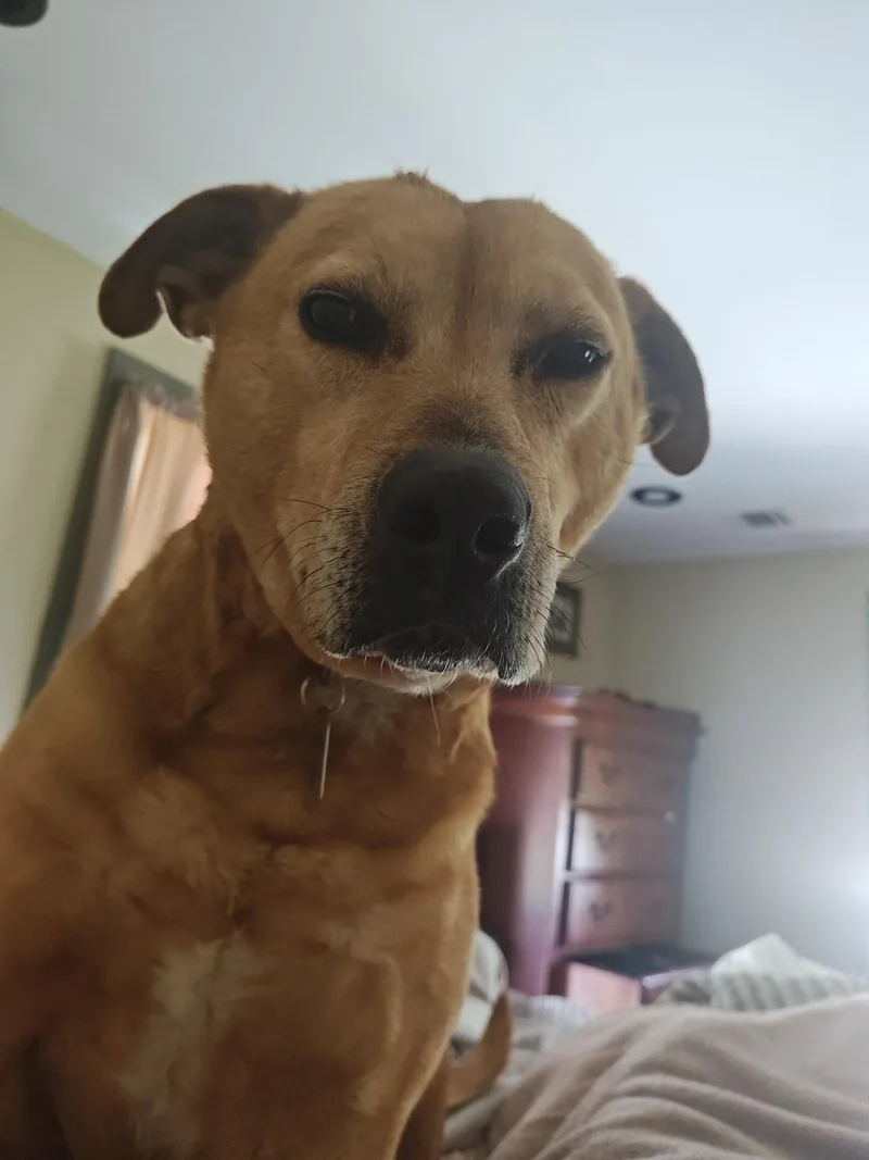 Cookie thumbnail 2