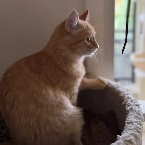A young small-sized male Orange / Red Domestic Medium Hair cat named Nova for adoption in Prescott, AZ