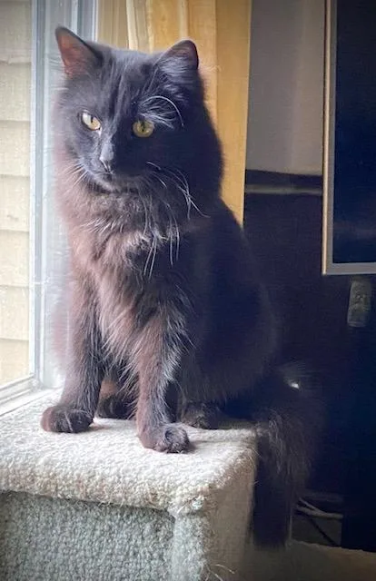 Purrnando thumbnail 3