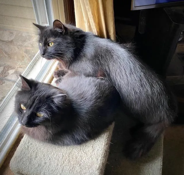 Purrnando thumbnail 4