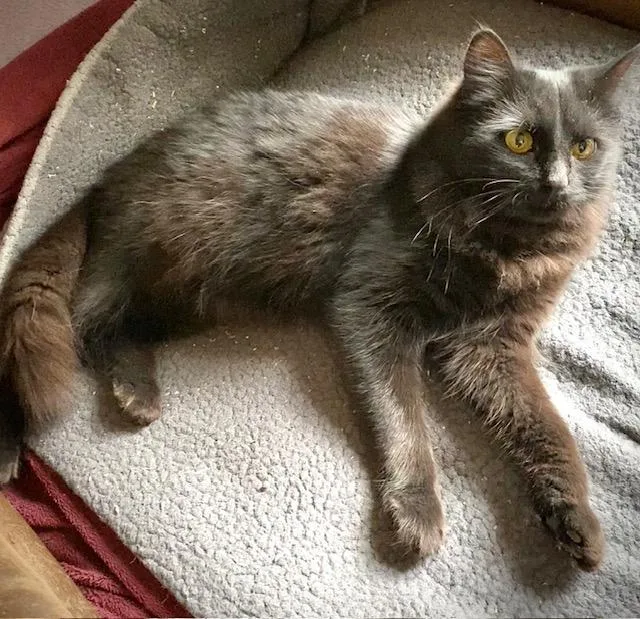 Purrnando thumbnail 5