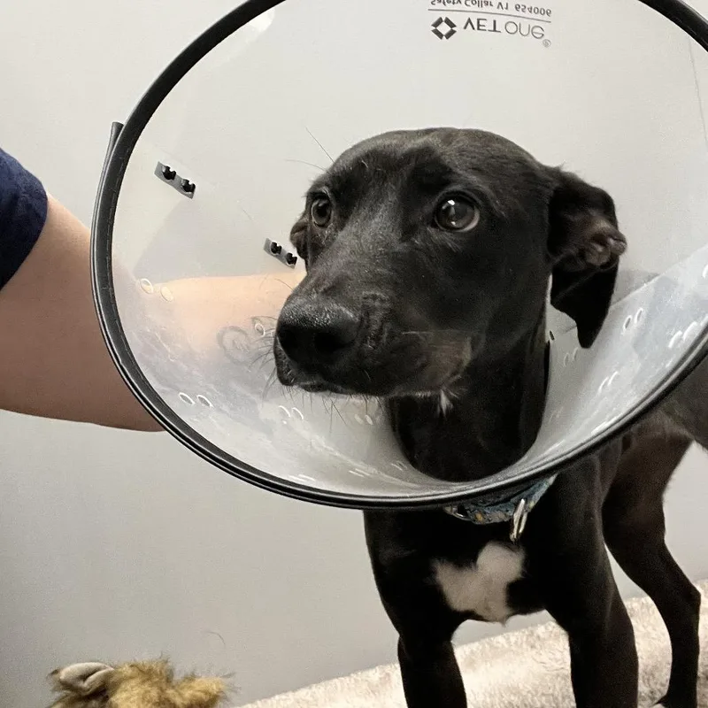 A young medium-sized female Black Mixed Breed dog named Sable for adoption in Oneonta, NY